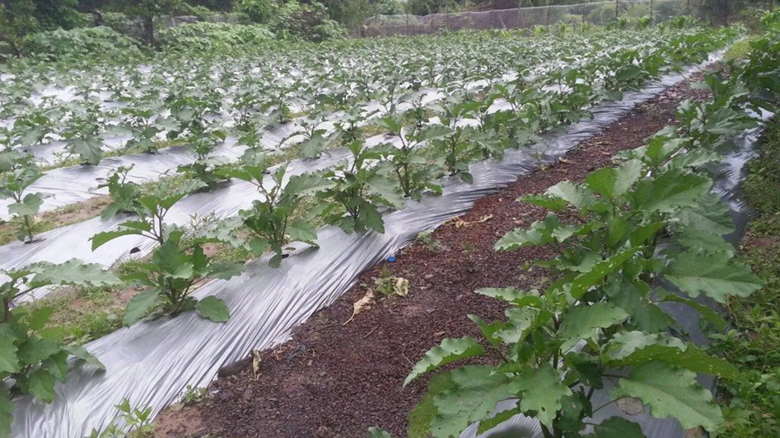 A farm to multiply eggplant seeds to use for rootstock