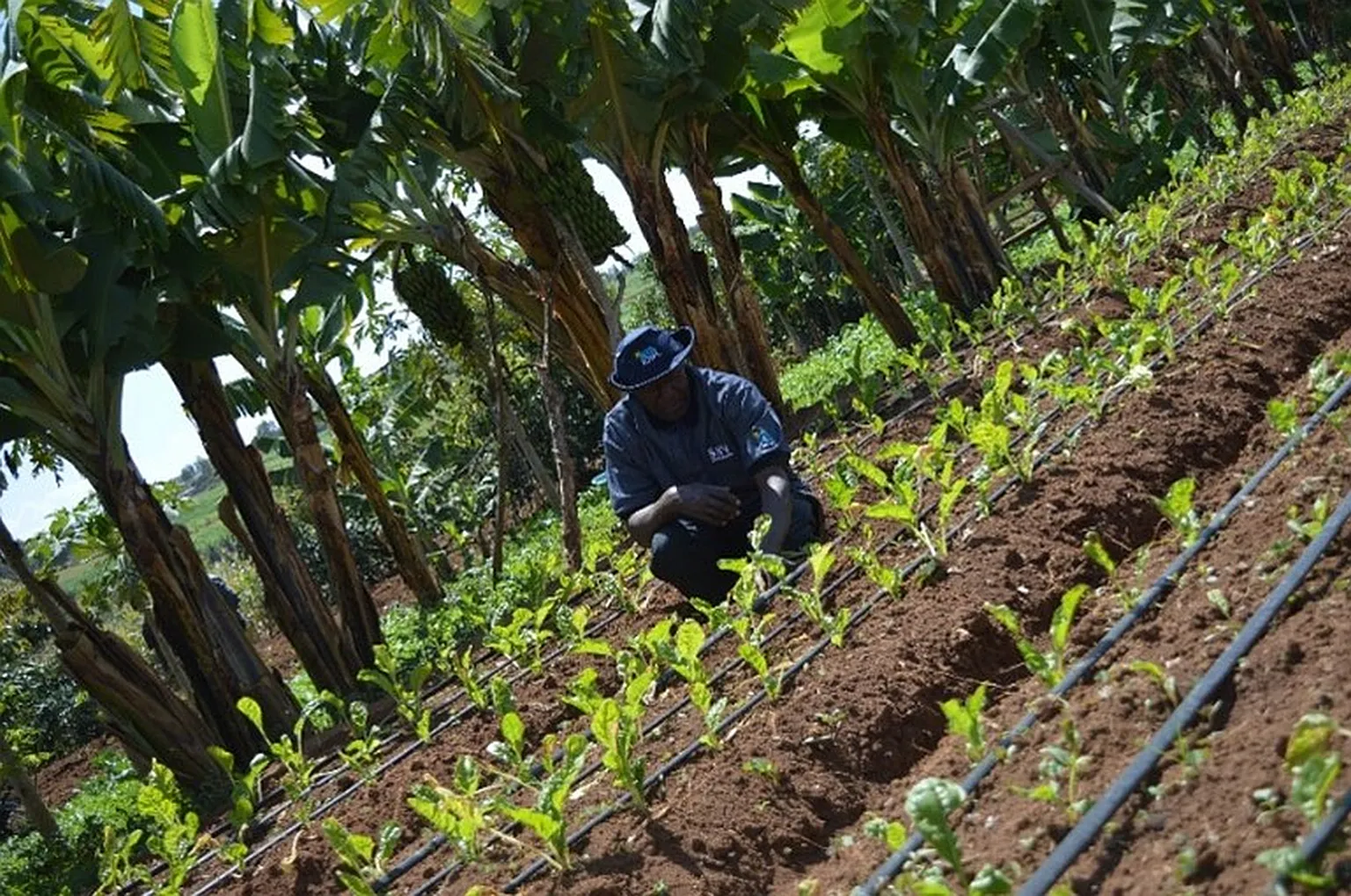 David Hunja tending to his vegetables at the drip kits demo plot.