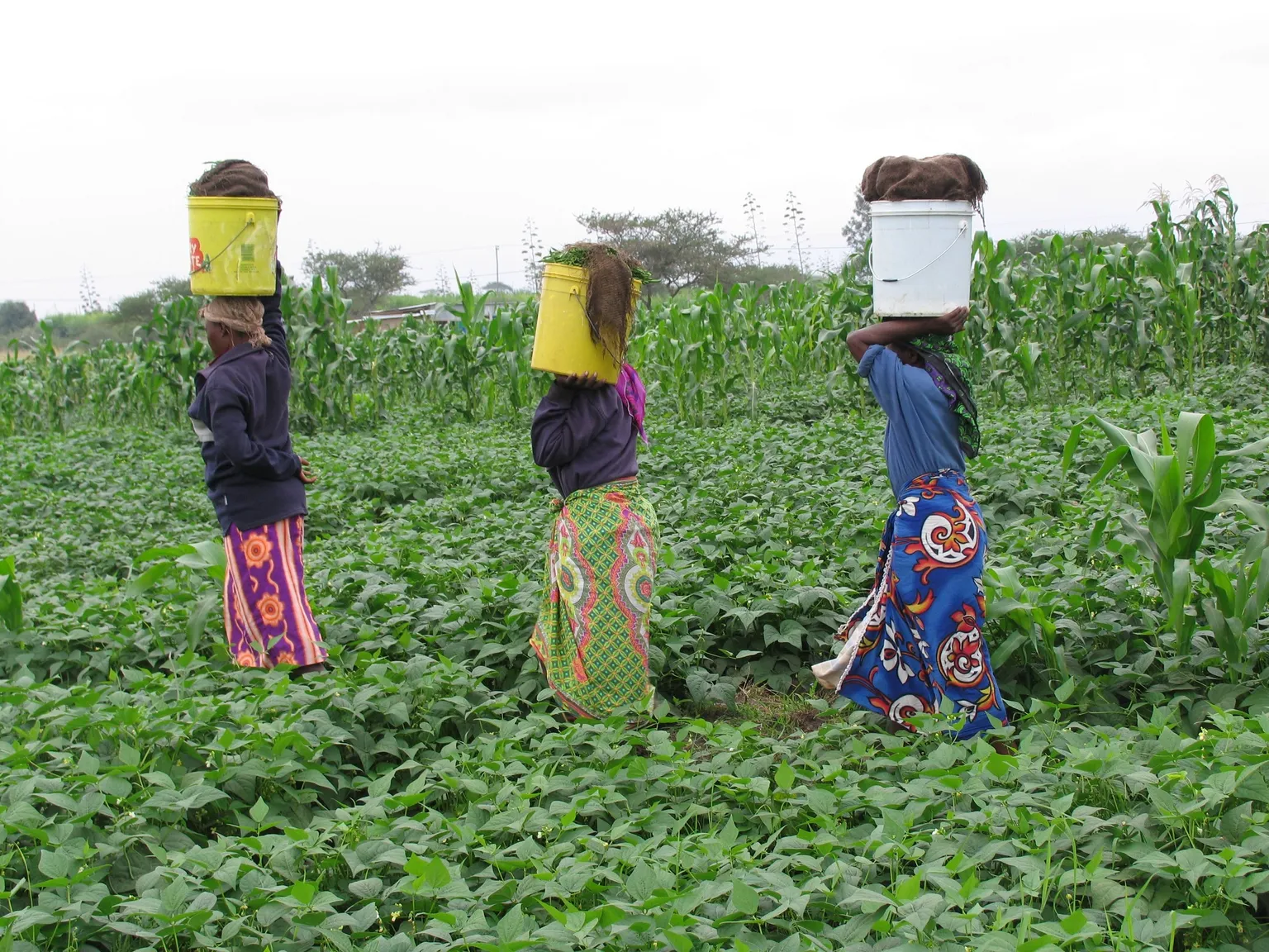Women carrying water in field 
