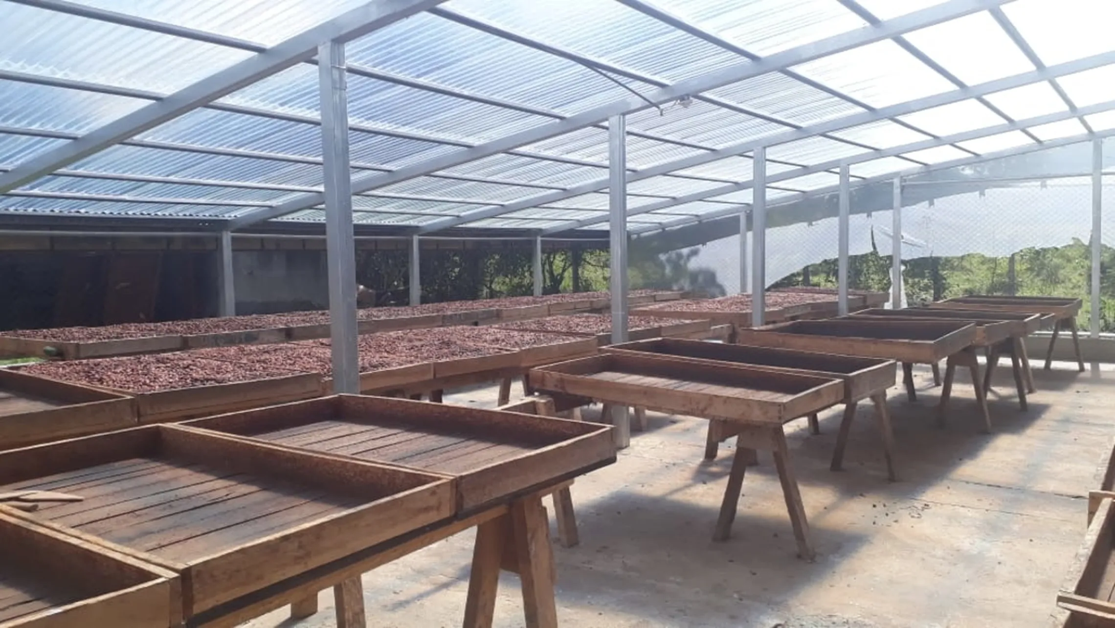 Pictures of the cacao collection process in Pancasan Cooperative’s El Jobo. 