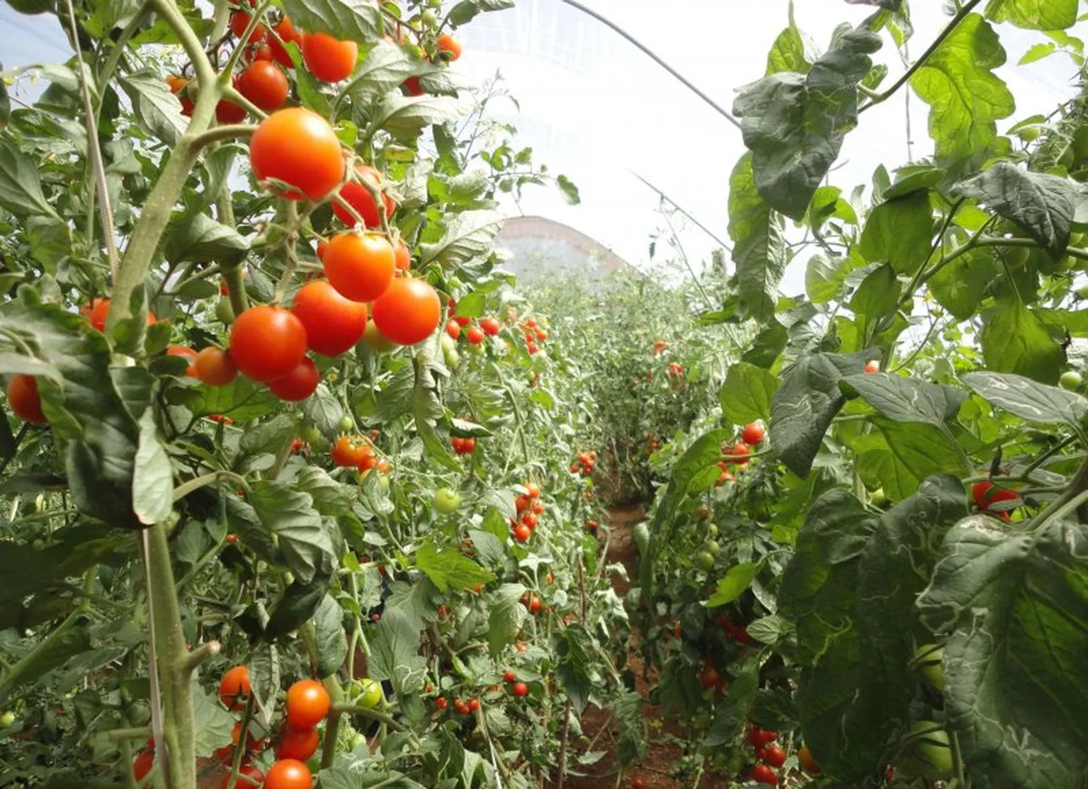 Tomatoes grown using sustainable farming methods 
